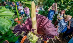 W Niemczech skradziono z ogrodu botanicznego najsmrodliwszy kwiat świata