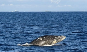 Британія ввела нові санкції проти рф: про які саме обмеження йдеться 