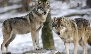 В італійському нацпарку масово загинули вовки