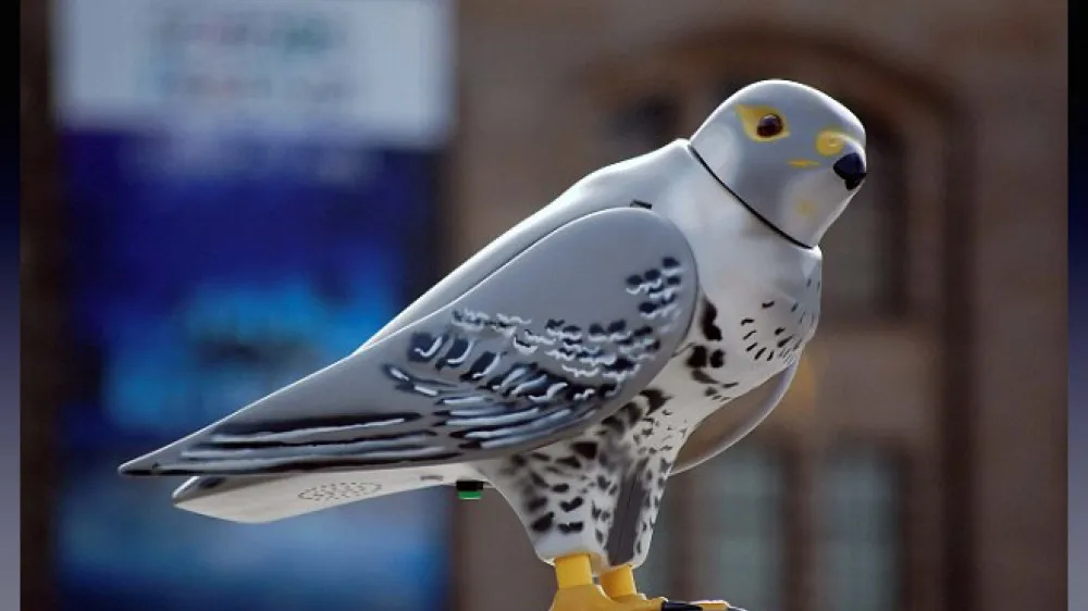 Дочка Путіна та мільярдер Потанін створюють дистанційно керованих голубів