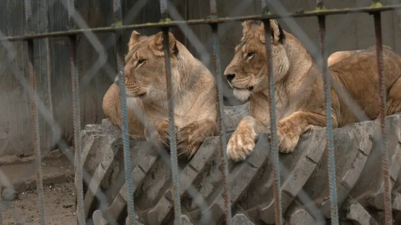У Хмельницькому арештували власника левиць, які втекли з вольєру