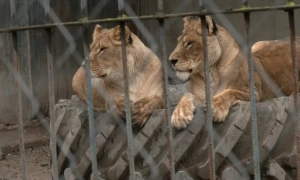 У Хмельницькому арештували власника левиць, які втекли з вольєру