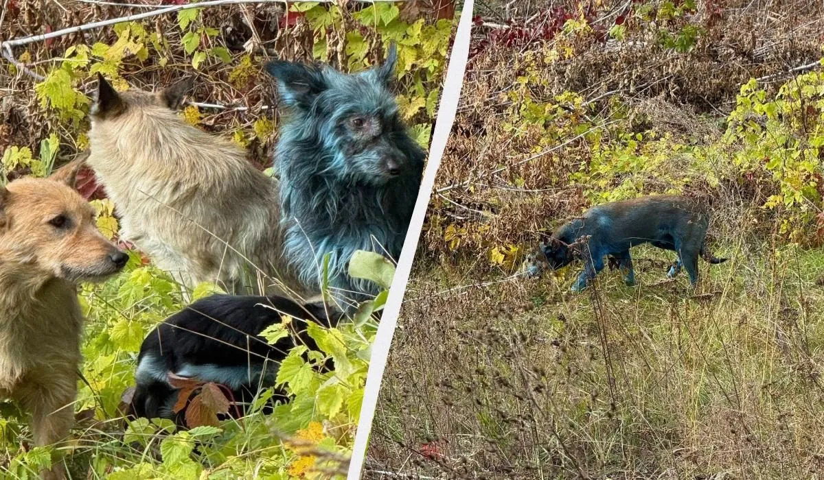 У Чорнобилі з’явилися “сині” собаки: вчені пояснили несподівану причину