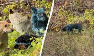 Польська армія перевірить 120 км колій до кордону з Україною на предмет вибухівки