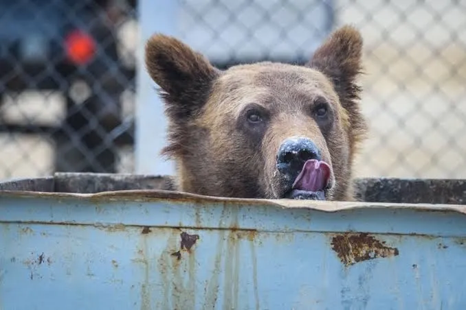 Video: A bear visited the home of Russian biathletes twice in Sochi