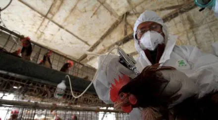 У Франції знову фіксують спалахи пташиного грипу