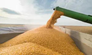 Цены на фрукты в Украине 14 августа