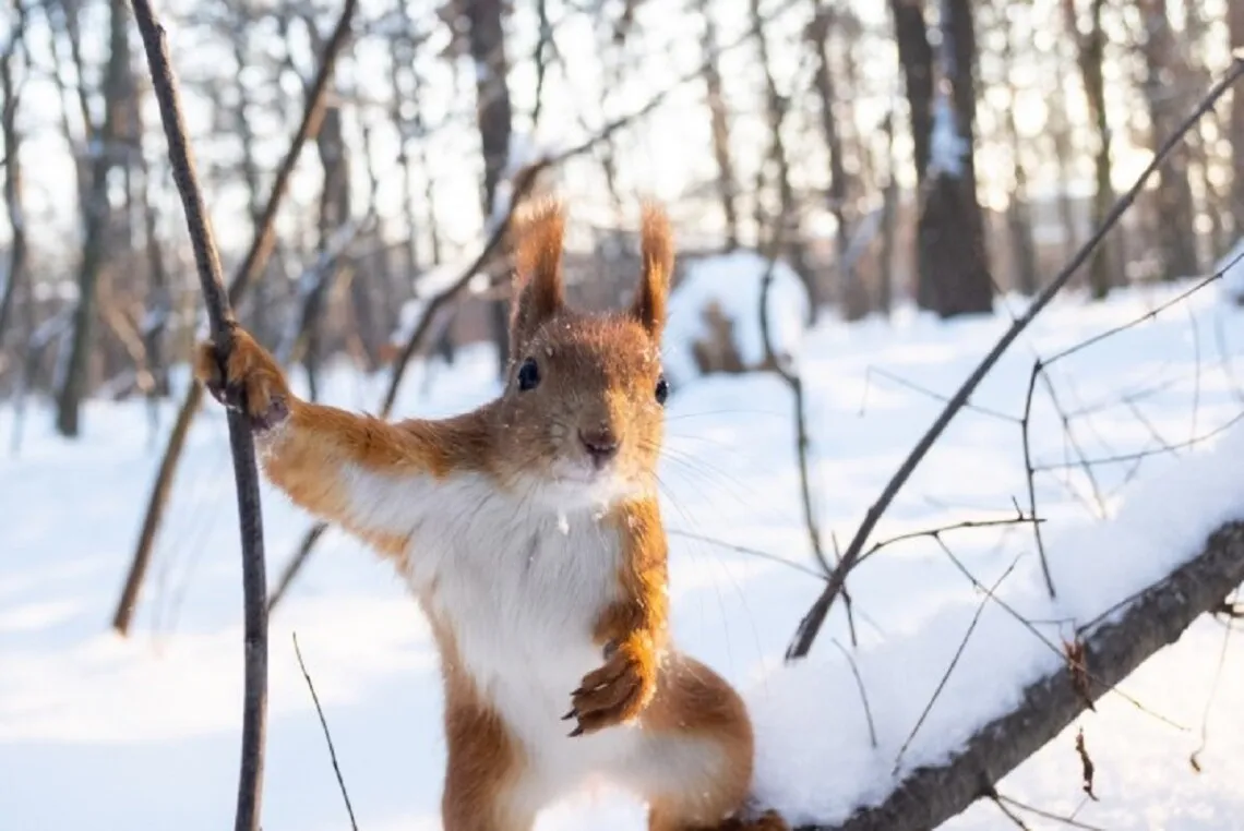 Морози до -25 накриють Україну на вихідних