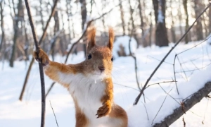 Координаційний штаб вже готується до нового обміну полоненими, — Юсов