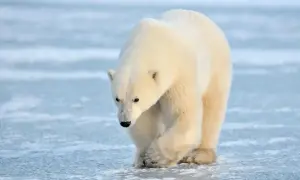 Протести в Ірані, демонстранти підпалили базу «Басідж»