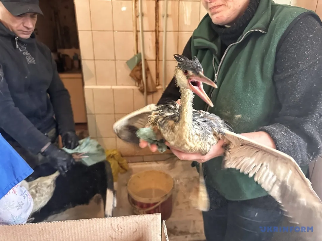 В Одеський зоопарк принесли сотні птахів, постраждалих від витоку олії – фото