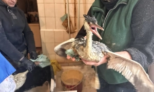 Рада схвалила нові штрафи за порушення ПДР: що там передбачено 