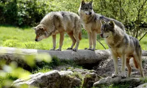 В Україні запрацював сервіс електронних журналів та щоденників 
