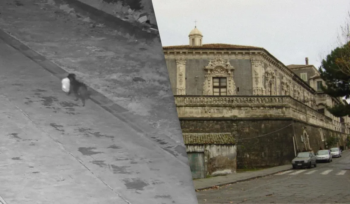 На Сицилії чоловік навчив собаку викидати сміття