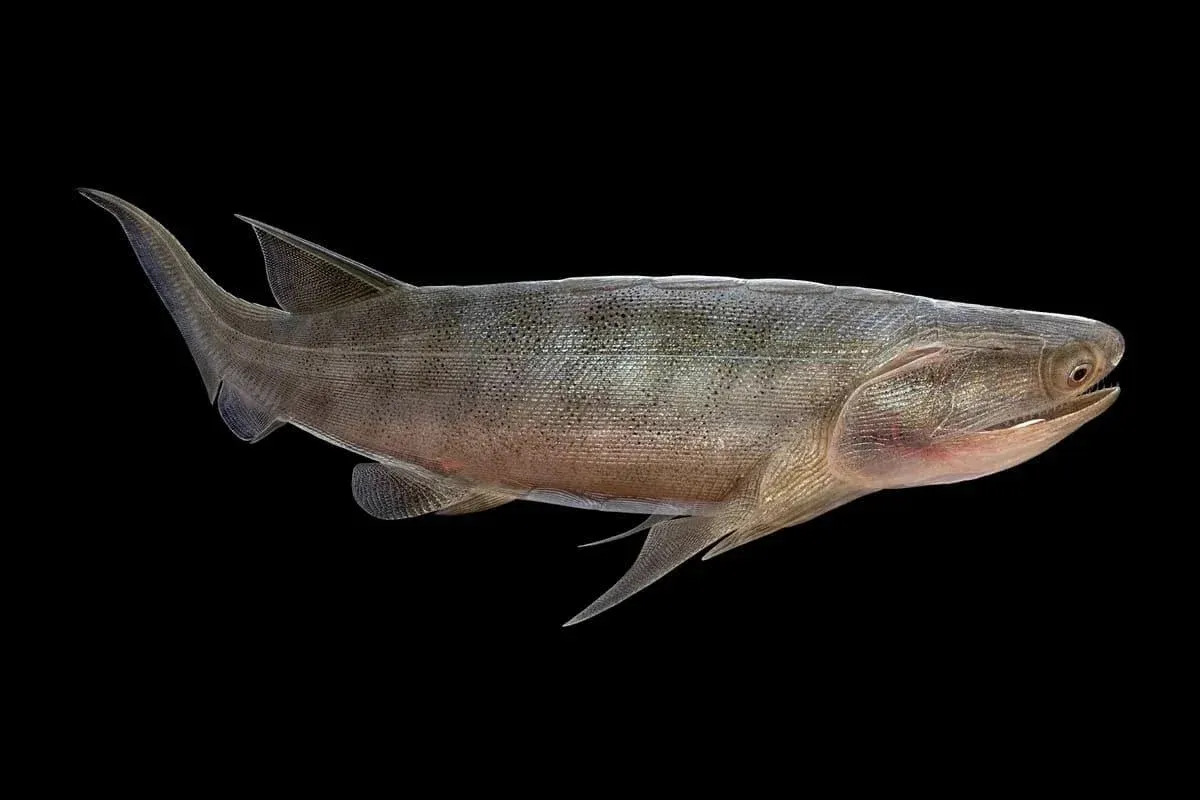 У Китаї знайшли найстаріші кісткові риби