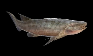 ЗМІ назвали кількість вбитих у Малі «вагнерівців» 