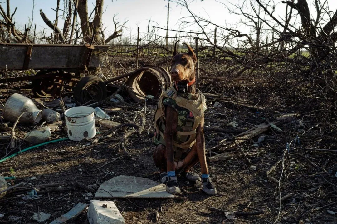 Померла доберман Ханна, яка врятувала понад 170 людей