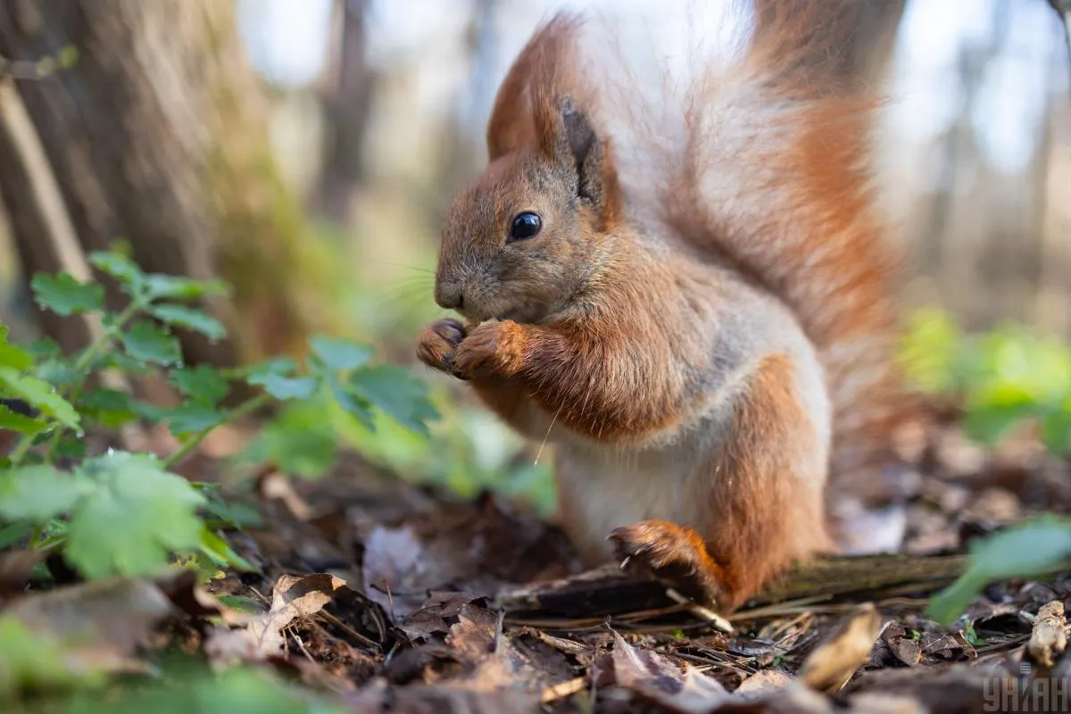 Дощі та хмари, якою буде погода 17 квітня