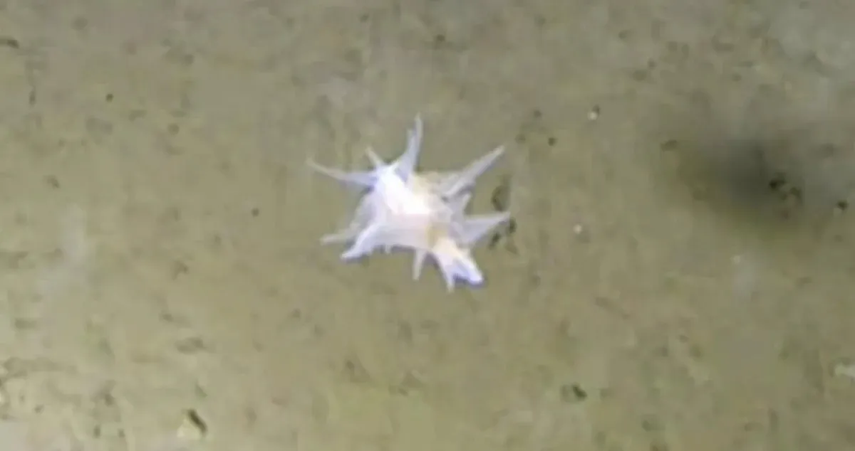 На глибині 9 кілометрів знайшли істоту, яку не можуть класифікувати