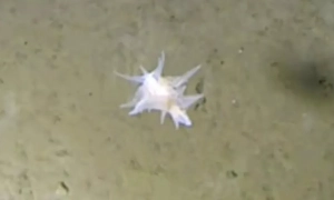 Bloomberg: Трамп заявив про розмову із Сі Цзіньпіном після інавгурації