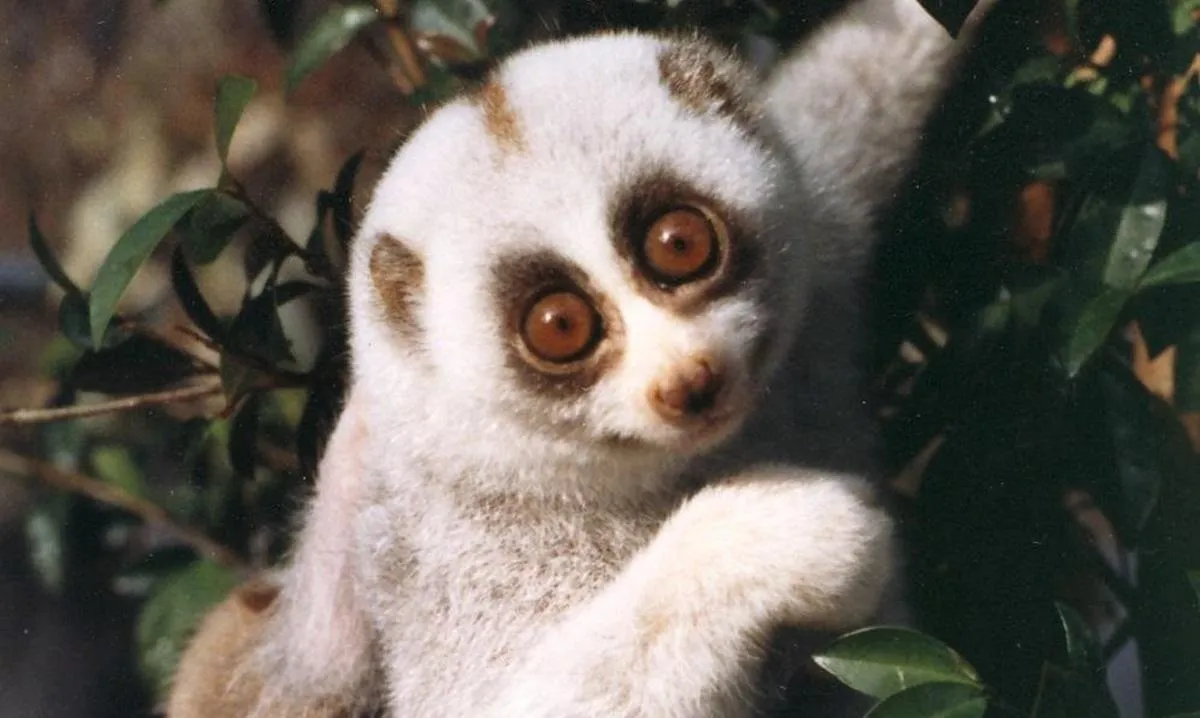 У Бангладеші врятували одного з найрідкісніших приматів світу