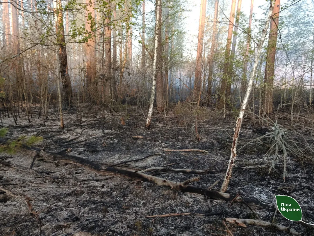 Масштабна пожежа на Чернігівщині охопила 5800 гектарів лісу