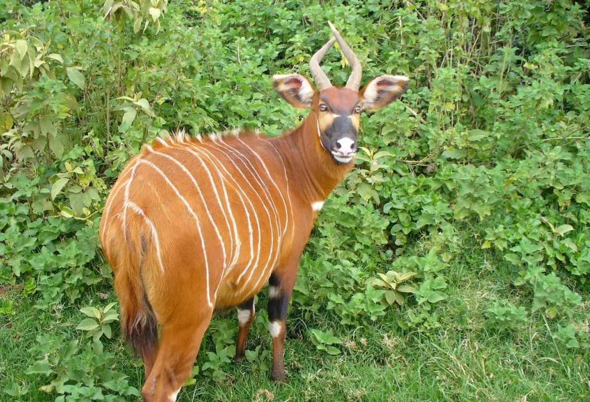 A nearly extinct species of antelope has returned to the jungles of Kenya