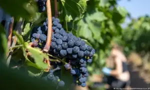 российскую «уполномоченную по правам ребенка» заблокировали в Совбезе ООН 