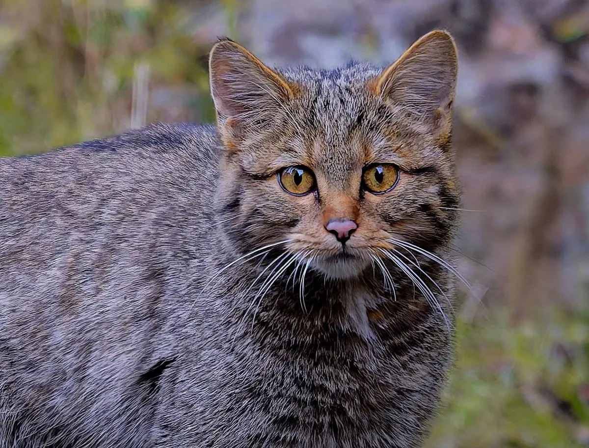 A young wildcat was spotted in the Synyohora Carpathian Park