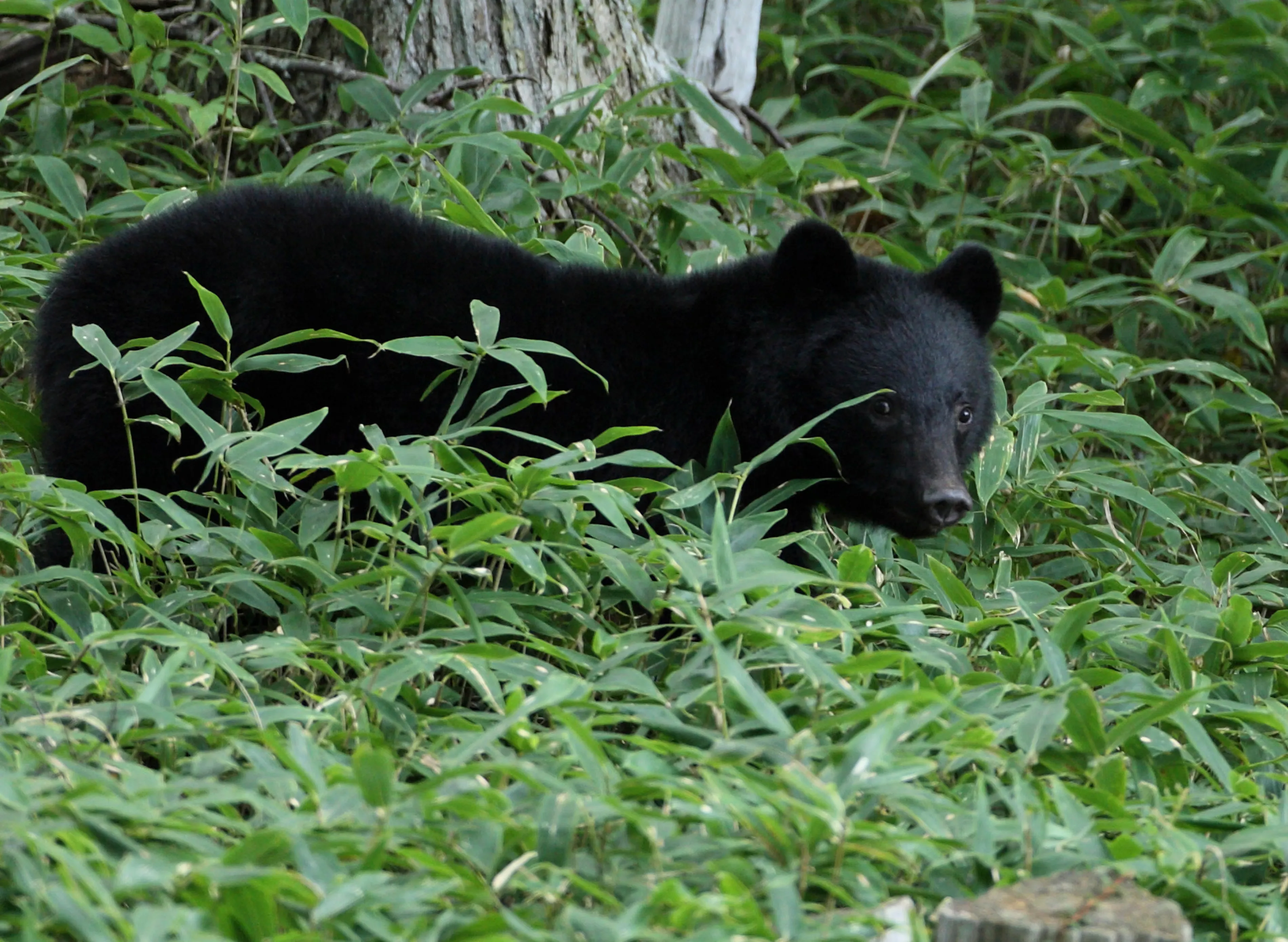 In Japan, a bear has been raiding the kitchens of local residents