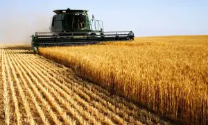 В Маомине (Китай) урожай лонгана вырос примерно на 15 %