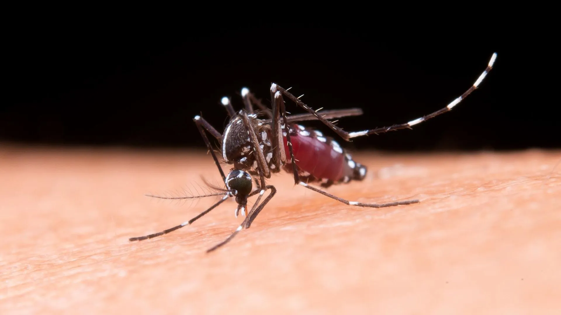 Israel has reported its first death from West Nile fever this season