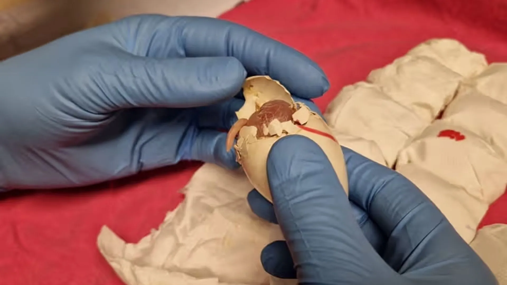 У нідерландському аеропорту Схіпхол перехопили контрабанду з 261 яйцем папуги