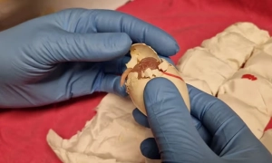 В Германии в результате загадочного взрыва ранены полицейские и спасатели