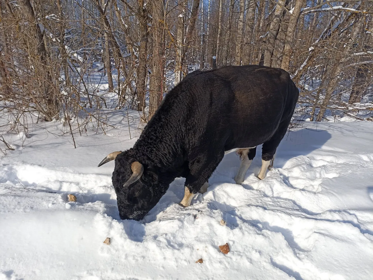 Диких биків Чорнобиля спіткала зима, лідер змінив Трампа і Сі