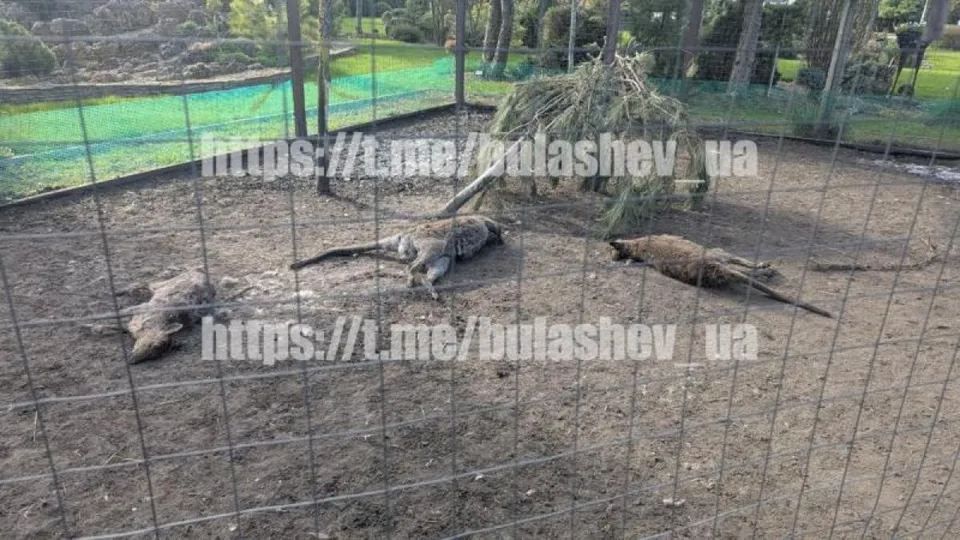 У Кременчуці хижак вдерся до розсадника і вбив тварин