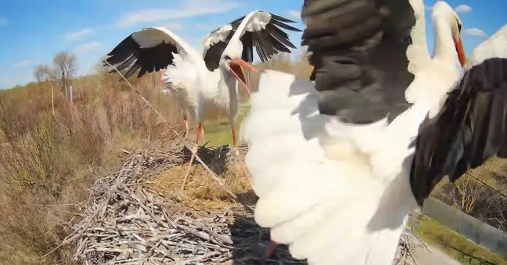 В Полтавской области аист Одарка вернулась в гнездо и напала на Леля и Квитку