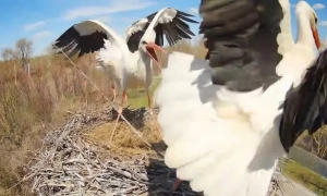 Украинские дроны в три раза ускорили уничтожение российских систем ПВО