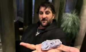 У Канаді знайшли череп мікрозавра віком 307 мільйонів років