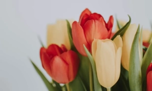 НАЗК запустило Реєстр прозорості для контролю лобіювання