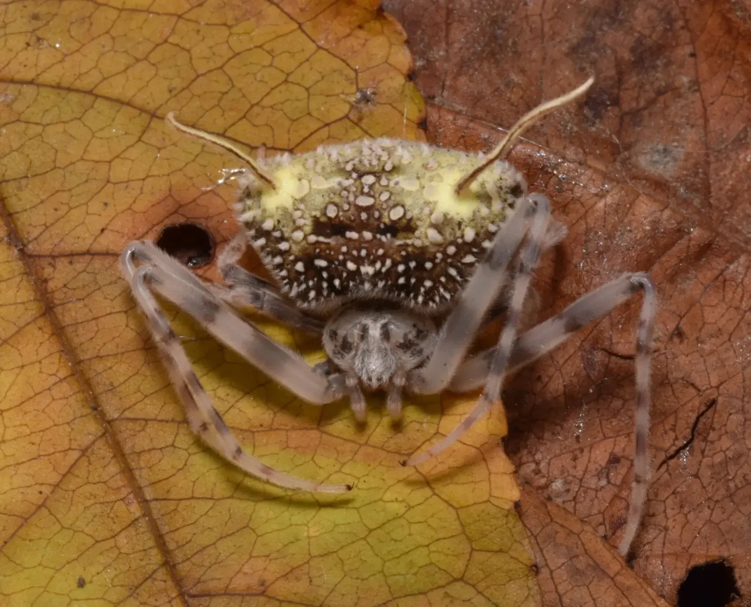 У джунглях знайшли павука-«зомбі»