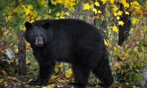 США звинуватили главу МВС Ірану в порушеннях прав людини