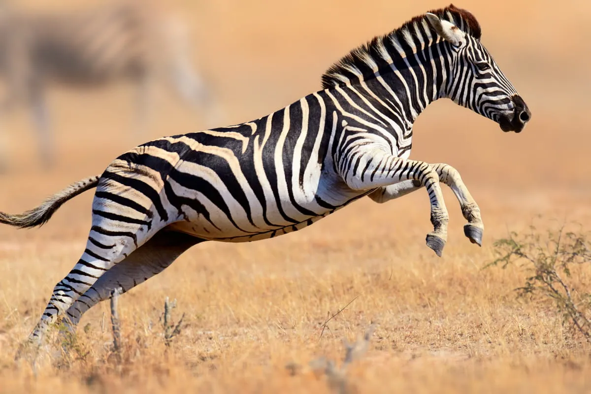 Russians are selling zebras from Askania-Nova for millions of rubles