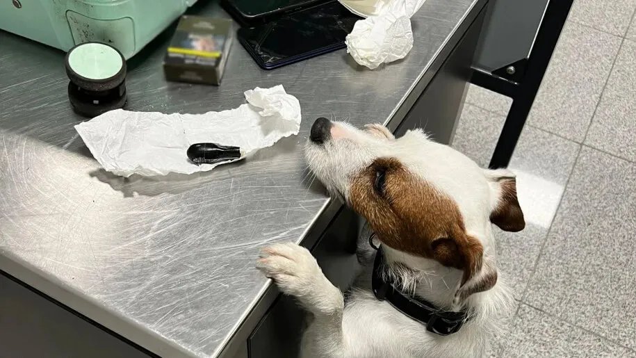 Поліція Гданська затримала контрабандиста з великою партією кокаїну в шлунку — RMF24