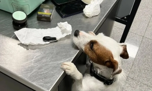 Австралія знизила ціну на російську нафту і ввела санкції проти ще 95 суден рф