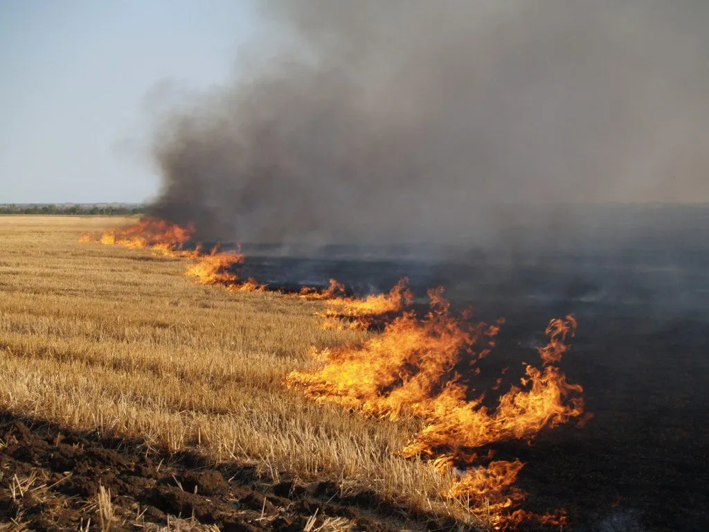 На Миколаївщині через обстріли горіла пшениця