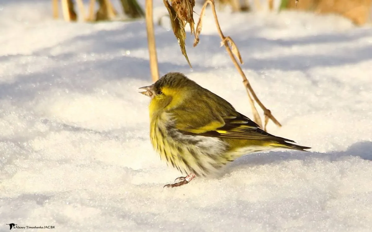 Поблизу ЧАЕС зафіксували співучих птахів, що імітують чужі голоси