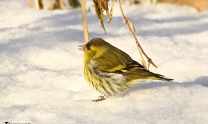 Складено топ-5 найдешевших розмитнених «євроблях»