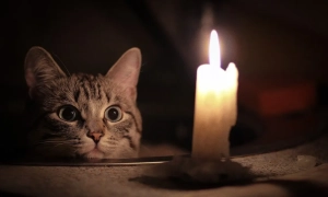 Зеленський заслухав доповідь Умєрова щодо гарантій безпеки та завершення війни