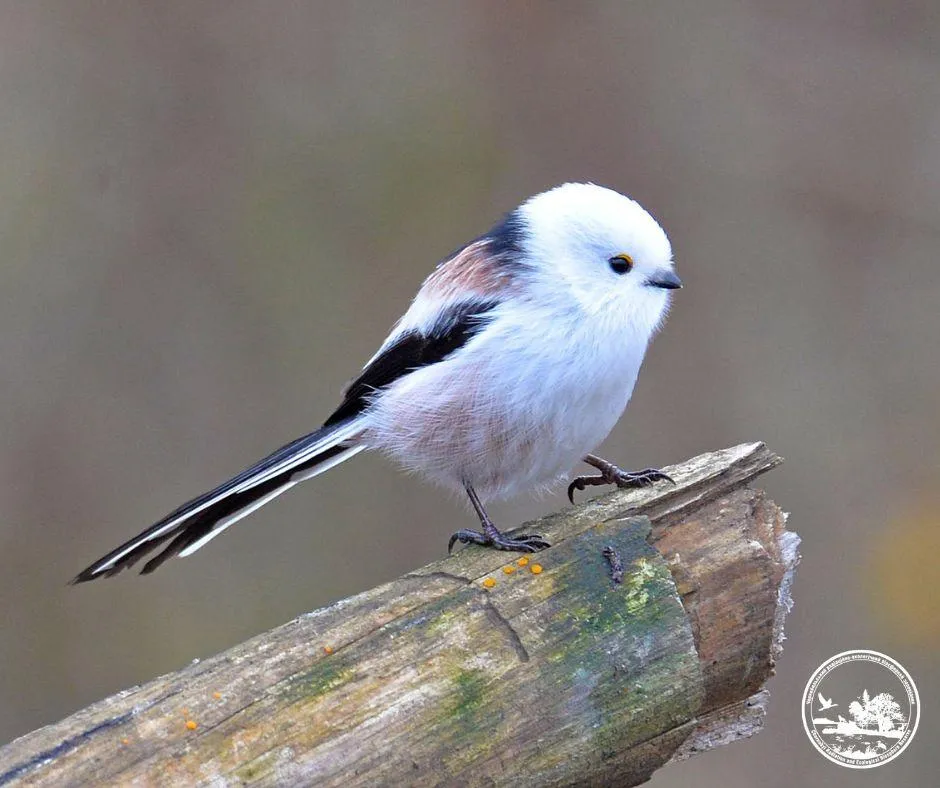 Біля Чорнобиля помітили крихітну довгохвосту синицю
